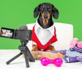Pet Influencers Are Some of the Richest Online