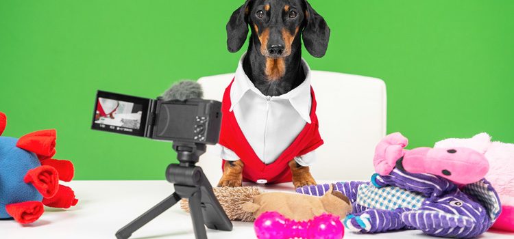 Pet Influencers Are Some of the Richest Online